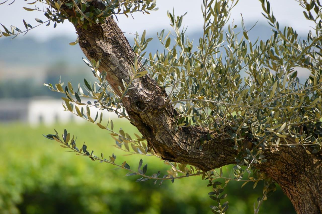 كاستلْنْيوفو ديل غارد Bed And Breakfast Le Giale المظهر الخارجي الصورة